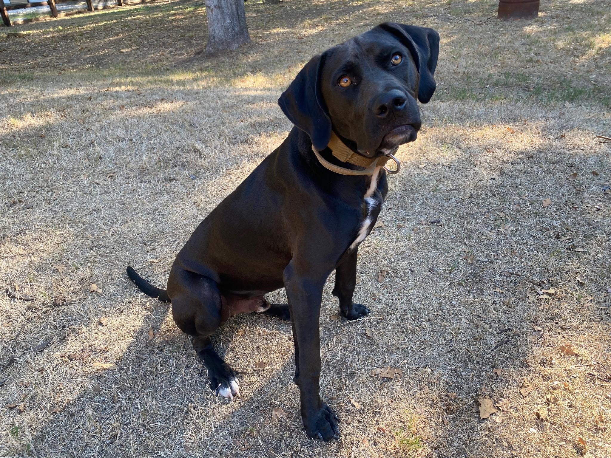 Enlarge Osi, a Adopted Labrador Retriever in Fort Worth, TX image 3/5
