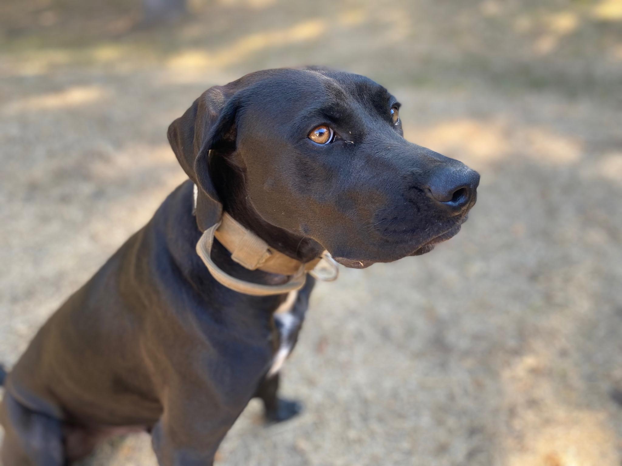 Enlarge Osi, a Adopted Labrador Retriever in Fort Worth, TX image 4/5