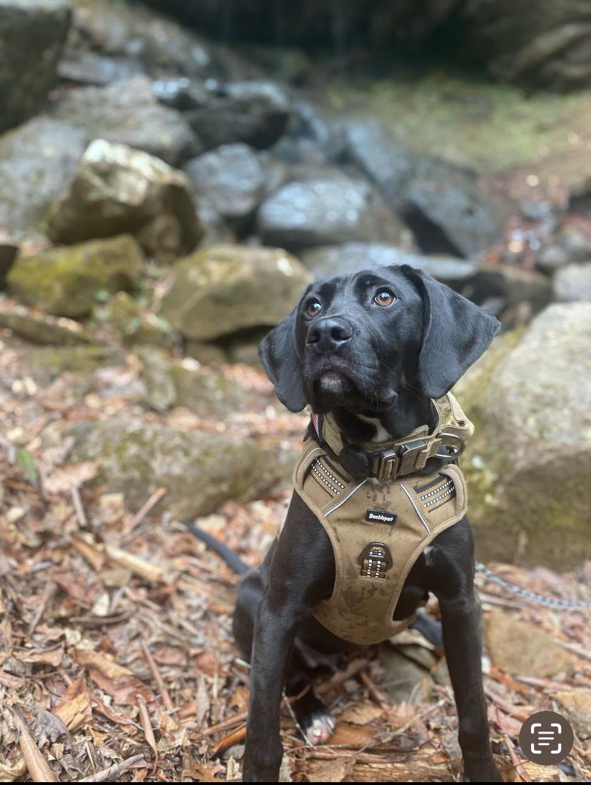 Osi, Adopted, Young Male Labrador Retriever.