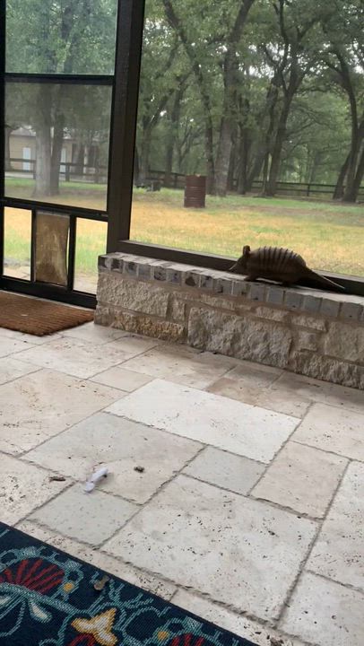 Enlarge Osi, a Adopted Labrador Retriever in Fort Worth, TX video 5/5