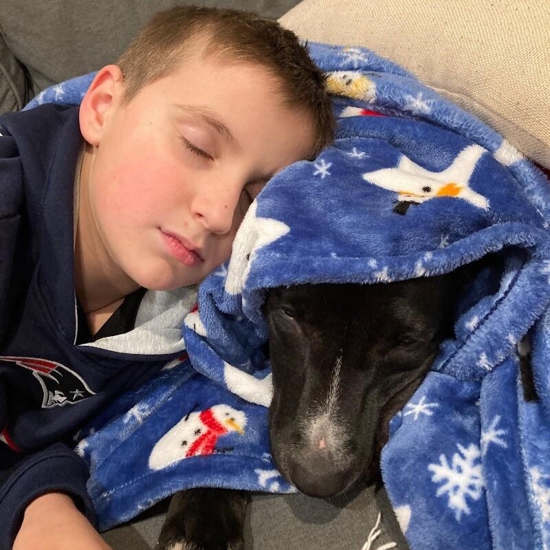 Enlarge Huey Loves Hugs, a Adoptable mixed breed in Friendswood, TX image 1/6