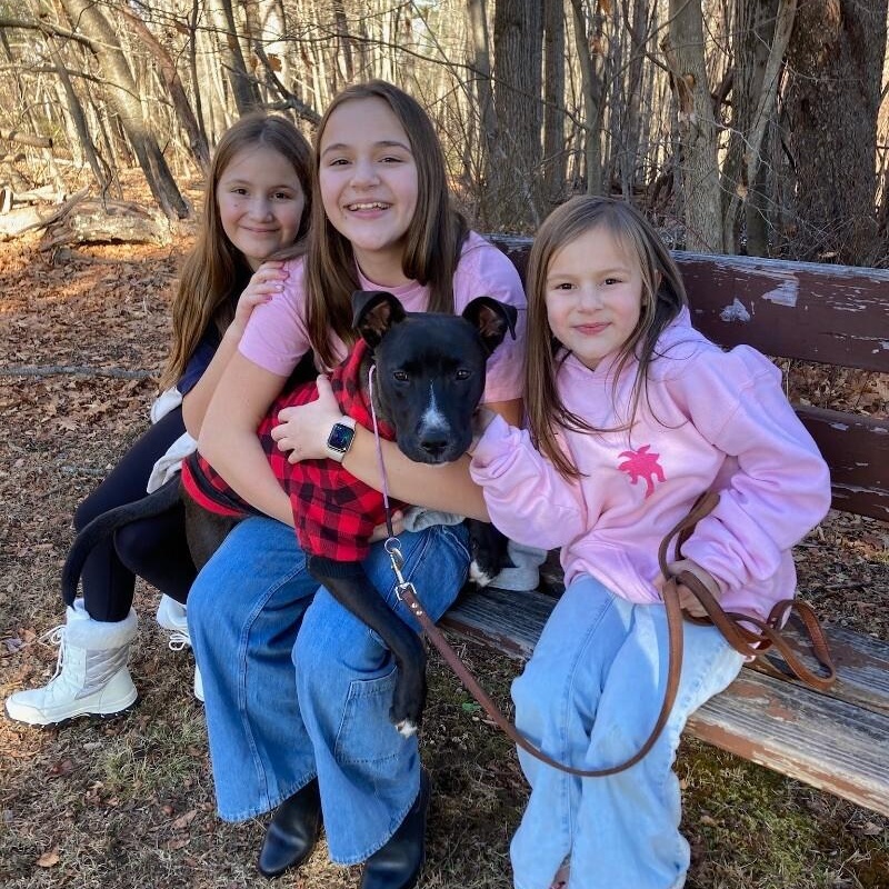 Enlarge Huey Loves Hugs, a Adoptable mixed breed in Friendswood, TX image 2/6