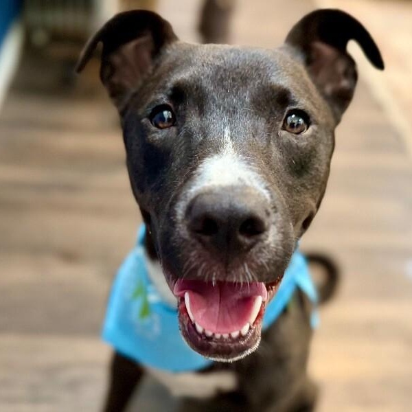 Enlarge Huey Loves Hugs, a Adoptable mixed breed in Friendswood, TX image 3/6