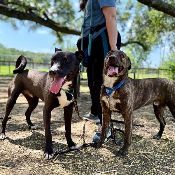Enlarge Huey Loves Hugs, a Adoptable mixed breed in Friendswood, TX image 4/6