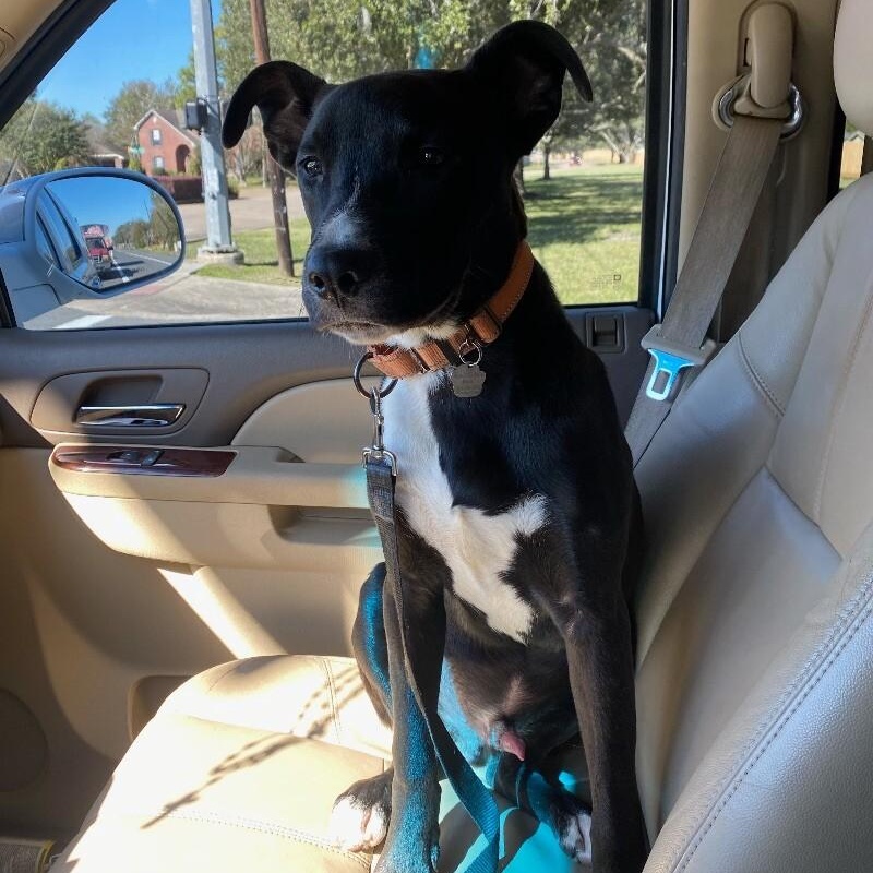 Enlarge Huey Loves Hugs, a Adoptable mixed breed in Friendswood, TX image 5/6