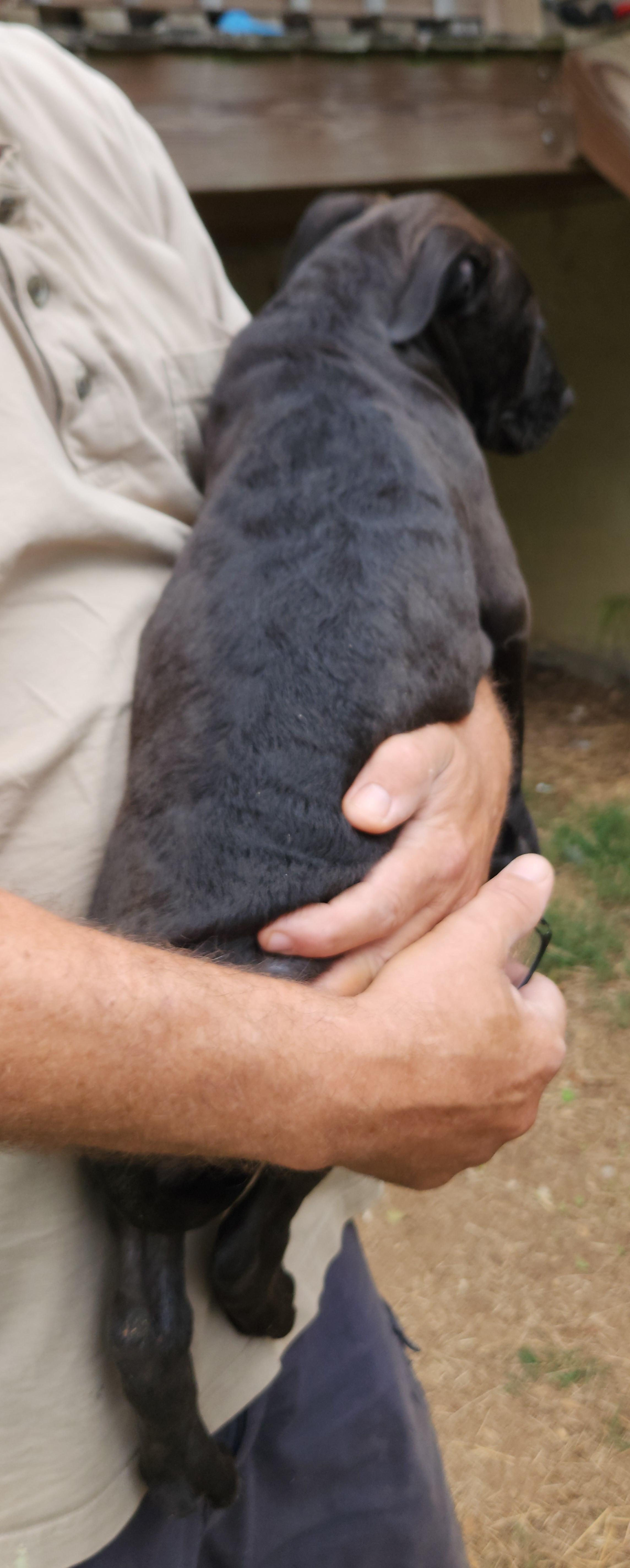 Enlarge Roo, a Adopted mixed breed in Flintstone, GA image 6/6