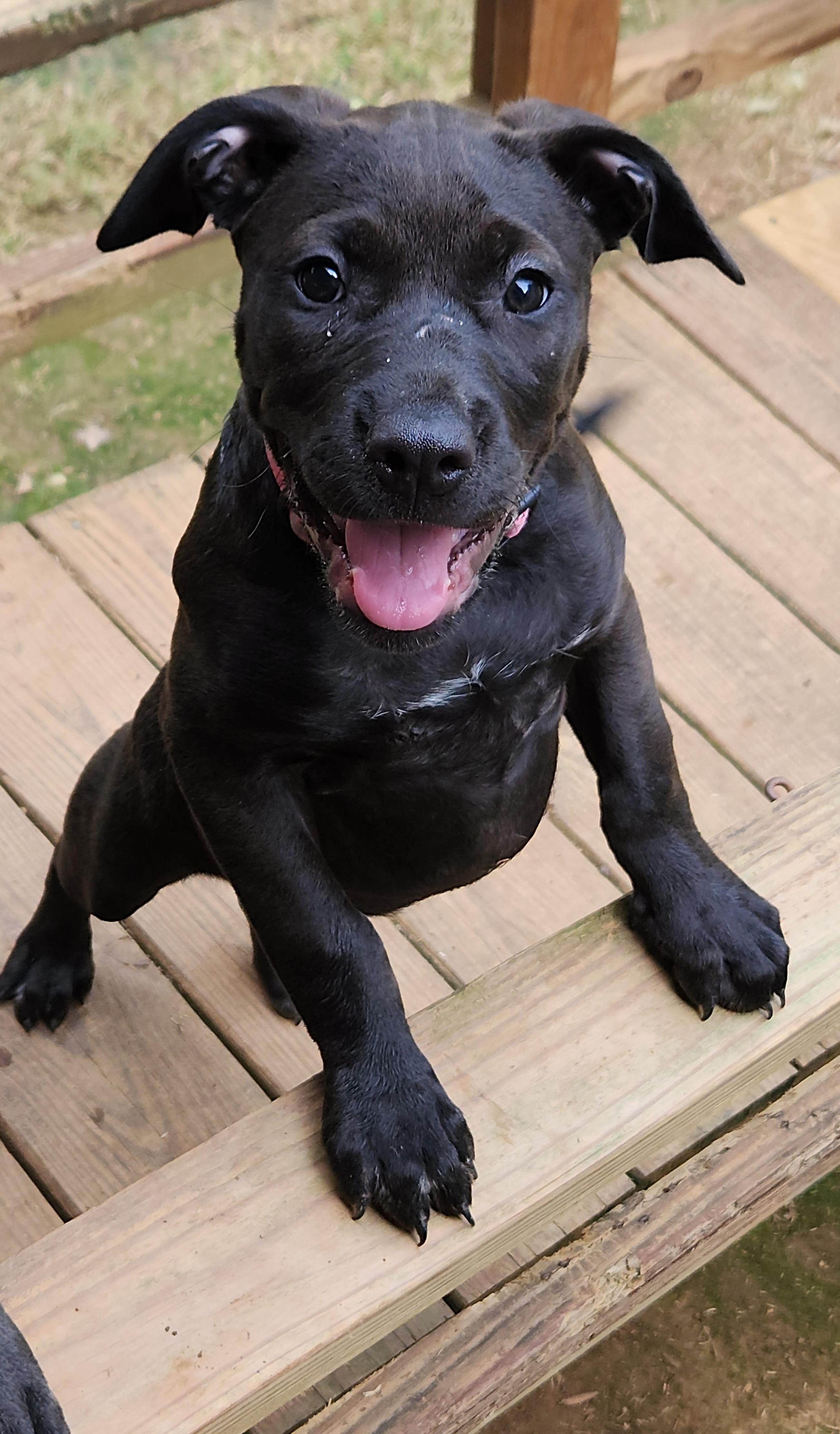 Enlarge Roo, a Adopted mixed breed in Flintstone, GA image 2/6