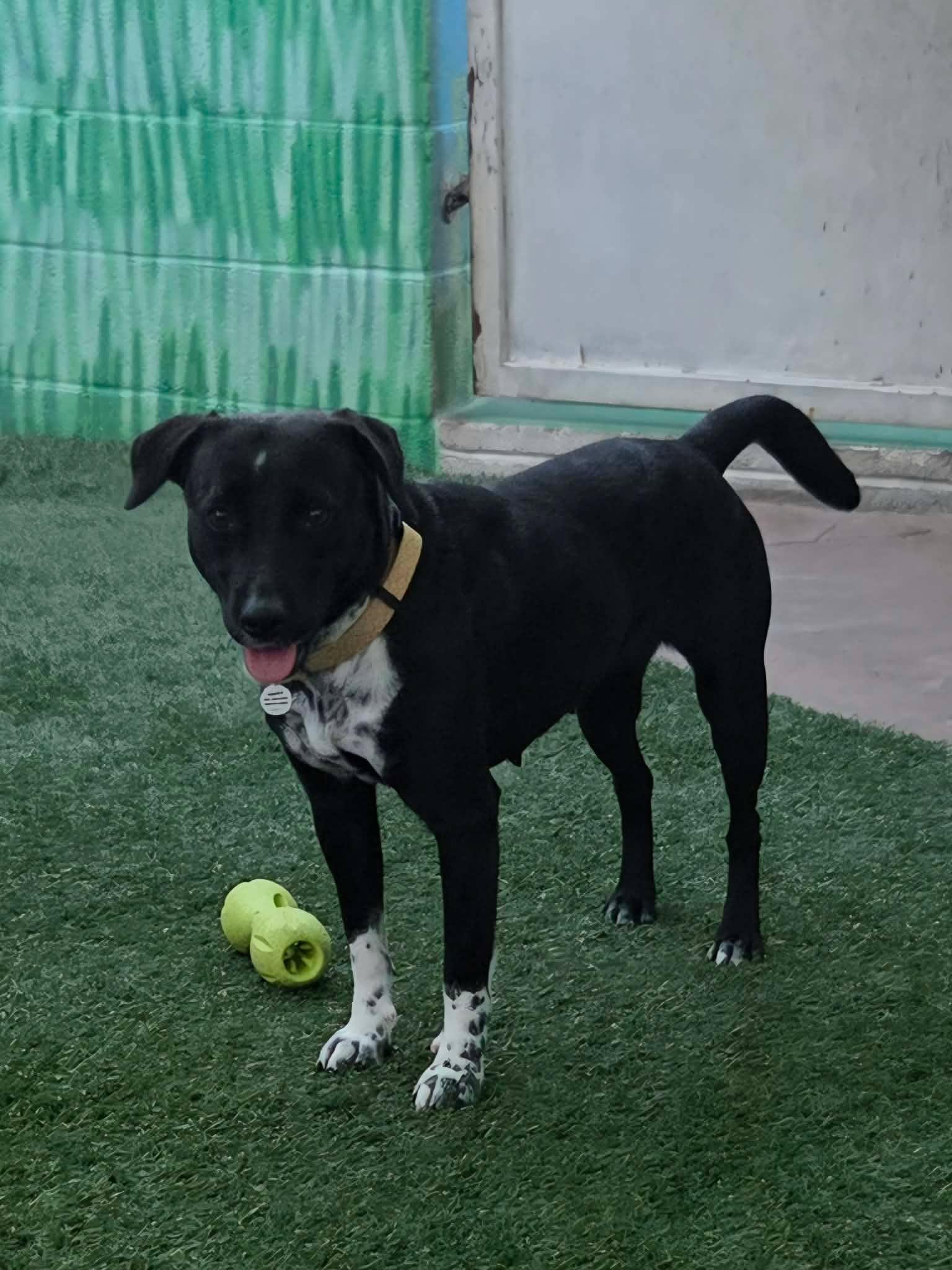 Etsy, an adoptable mixed breed in Phoenix, AZ image 1/6