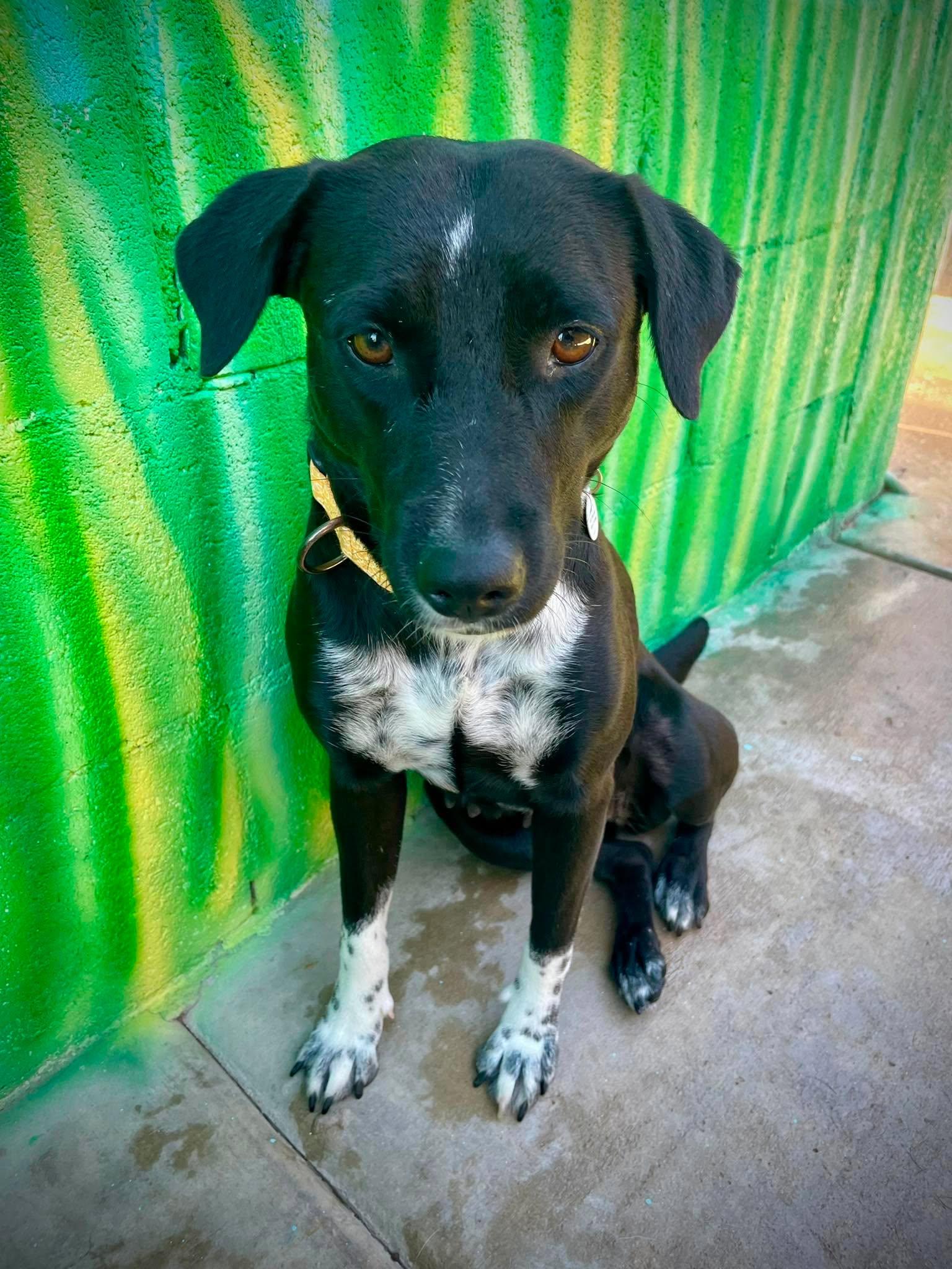 Etsy, an adoptable mixed breed in Phoenix, AZ image 2/6