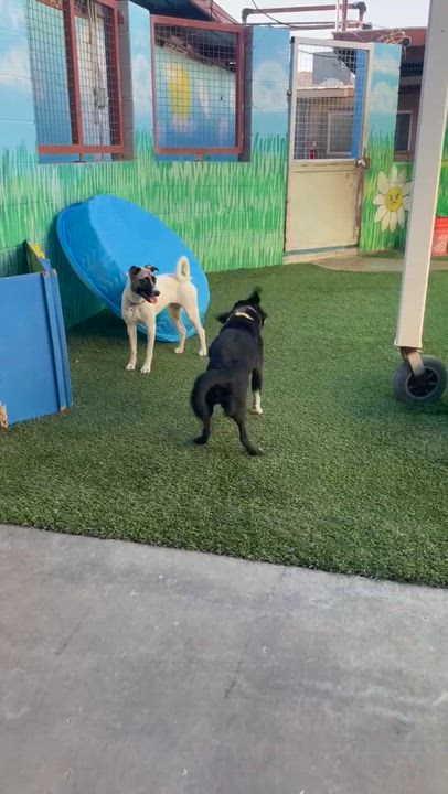 Enlarge Etsy, an adoptable mixed breed in Phoenix, AZ video 5/6