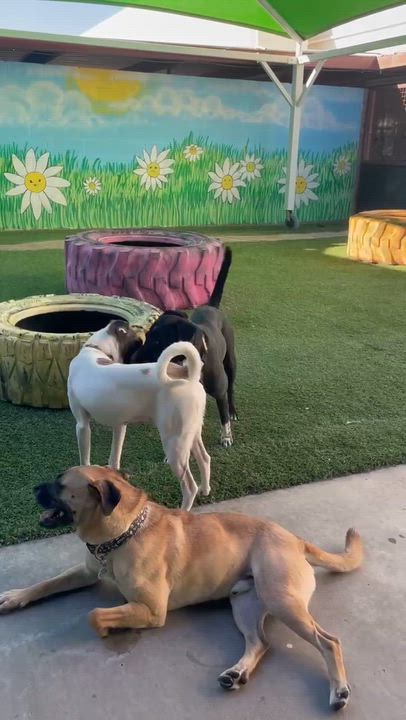 Enlarge Etsy, an adoptable mixed breed in Phoenix, AZ video 6/6