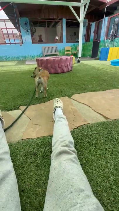 Enlarge Etsy, an adoptable mixed breed in Phoenix, AZ video 3/6