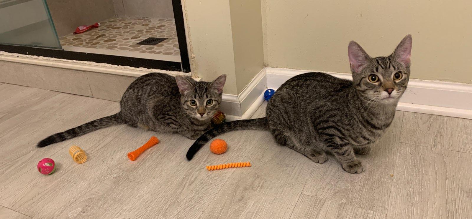 Enlarge Lily (Bonded with Max), a ADOPTABLE Domestic Short Hair in Chicago Ridge, IL image 3/3