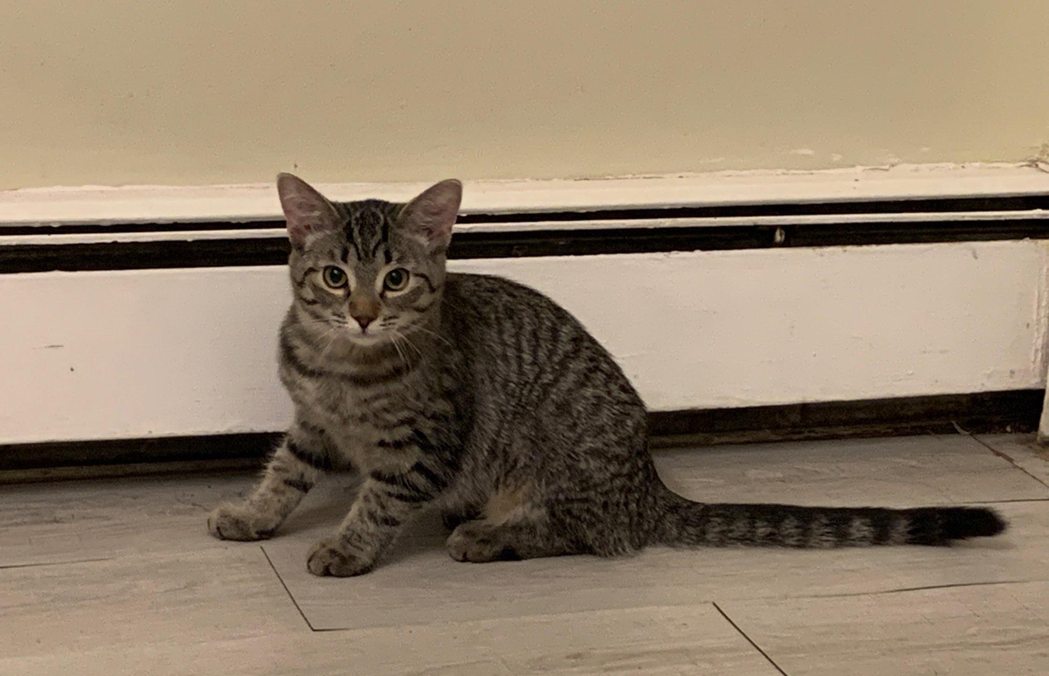 Lily (Bonded with Max), ADOPTABLE, Young Female Domestic Short Hair.