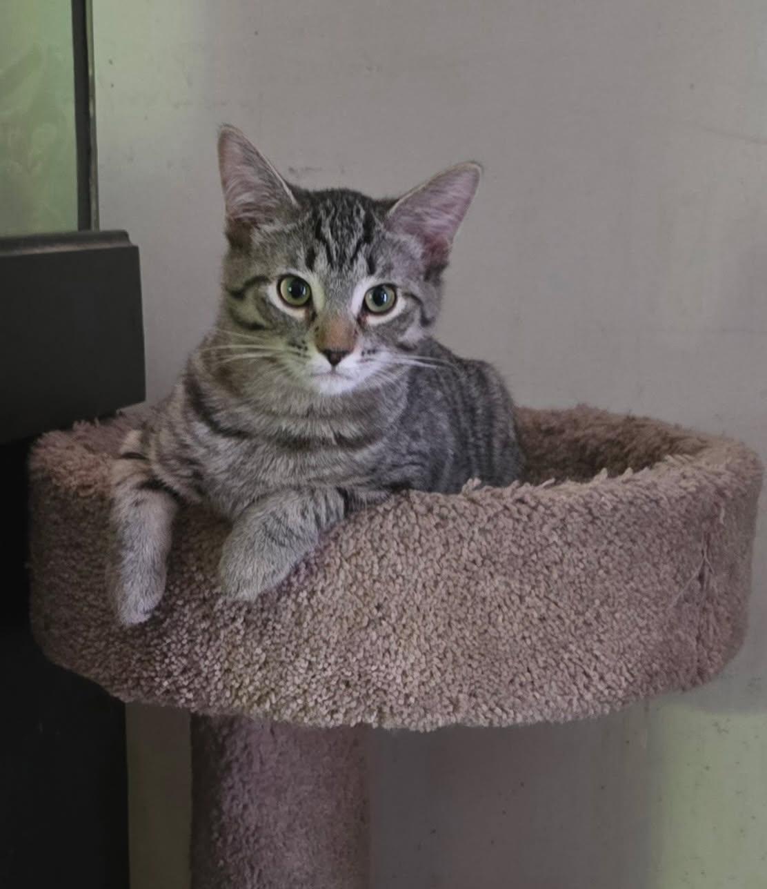 Enlarge Lily (Bonded with Max), a ADOPTABLE Domestic Short Hair in Chicago Ridge, IL image 2/3