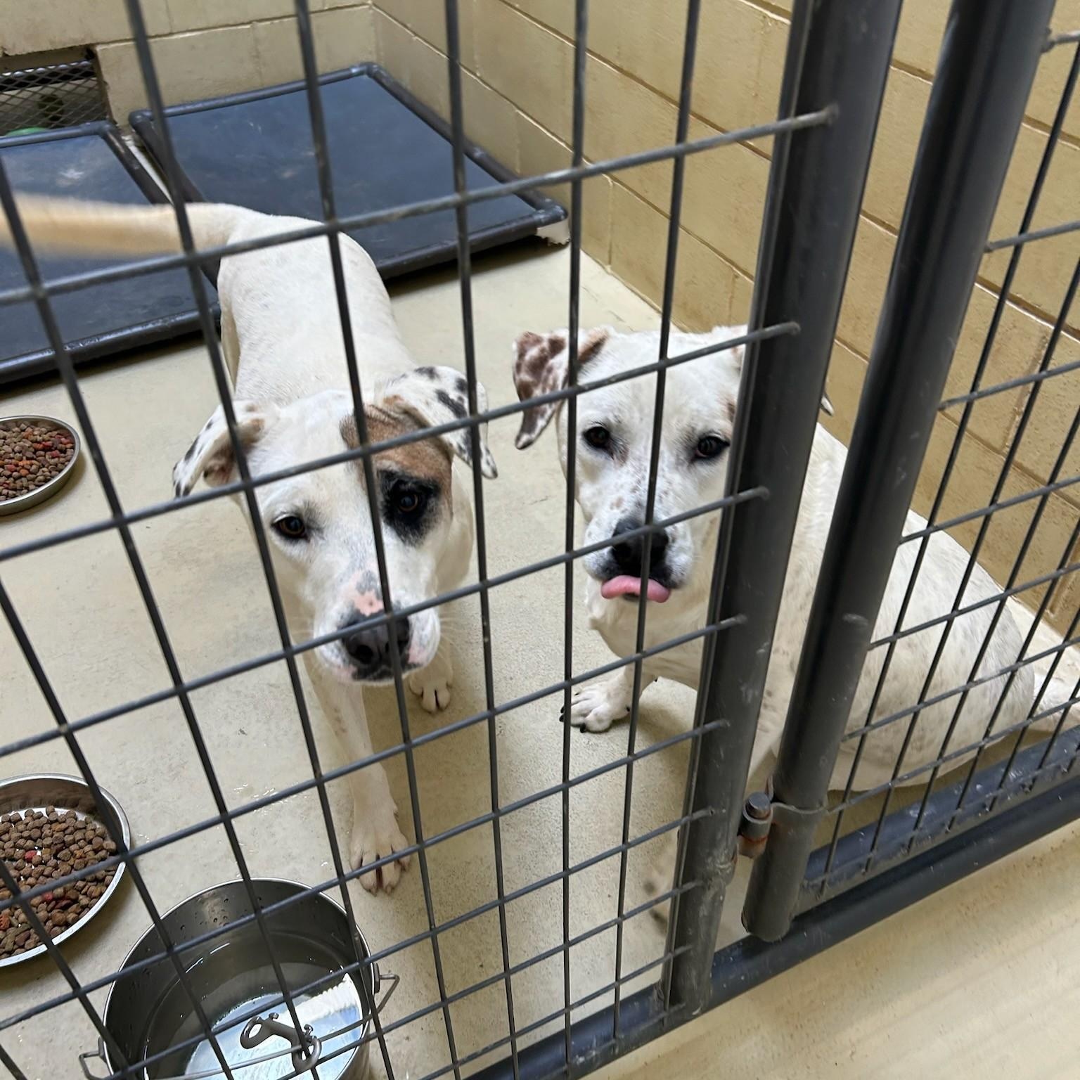 Solei, Adoptable, Young Female Anatolian Shepherd & Labrador Retriever.