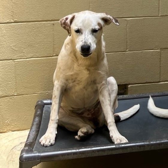 Solei, a Adoptable mixed breed in Clarksville, VA image 2/6