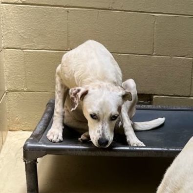 Solei, a Adoptable mixed breed in Clarksville, VA image 3/6