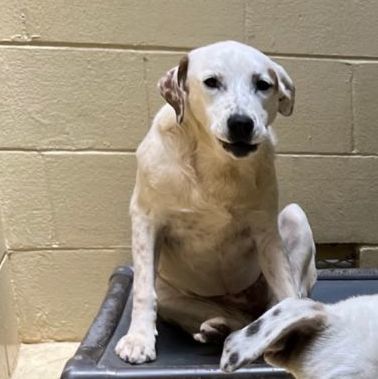 Solei, a Adoptable mixed breed in Clarksville, VA image 4/6