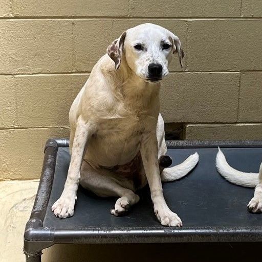 Solei, a Adoptable mixed breed in Clarksville, VA image 5/6