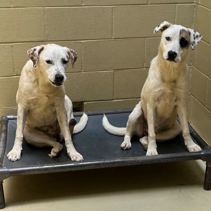 Solei, a Adoptable mixed breed in Clarksville, VA image 6/6