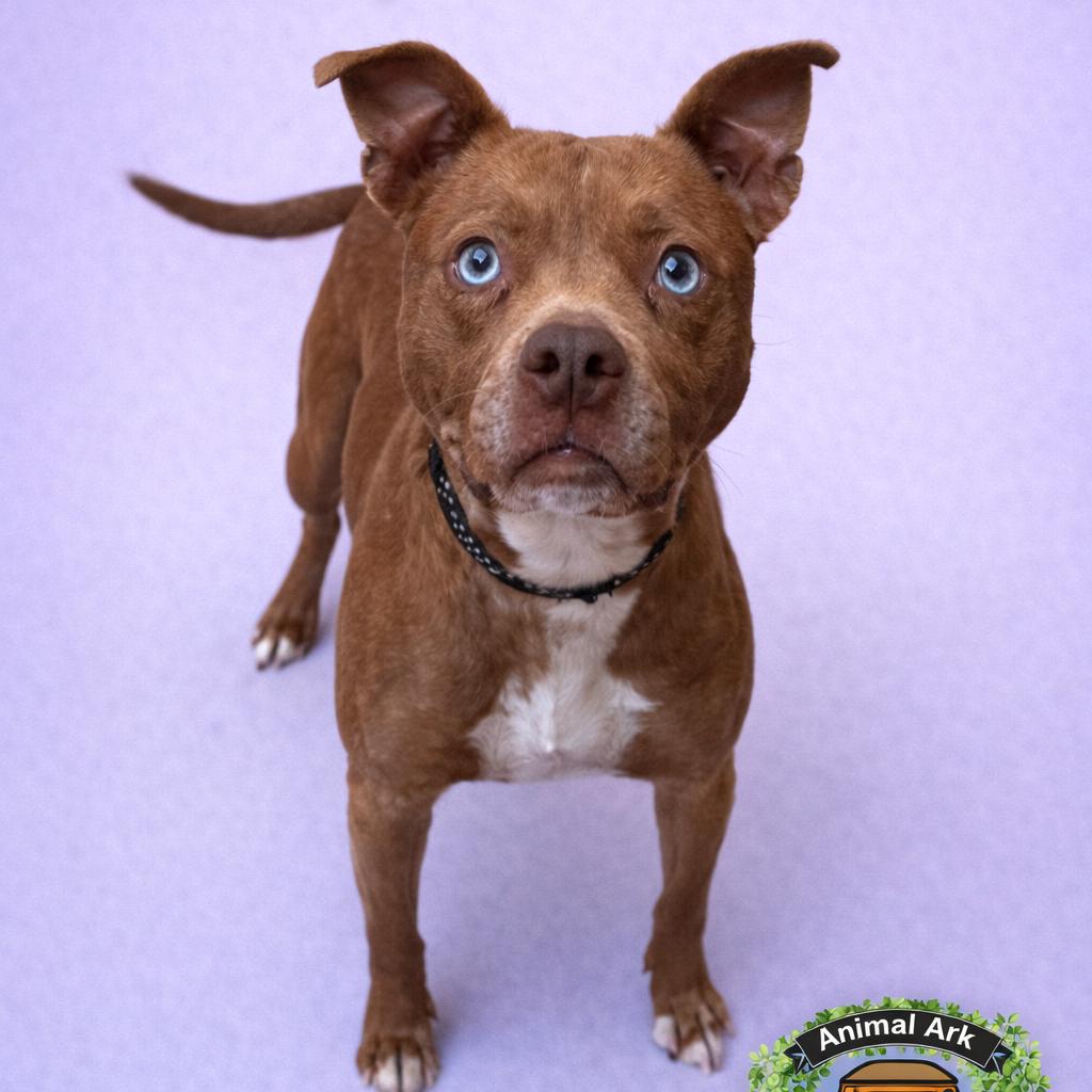 Betty, Adoptable, Senior Female Mixed Breed & Husky.