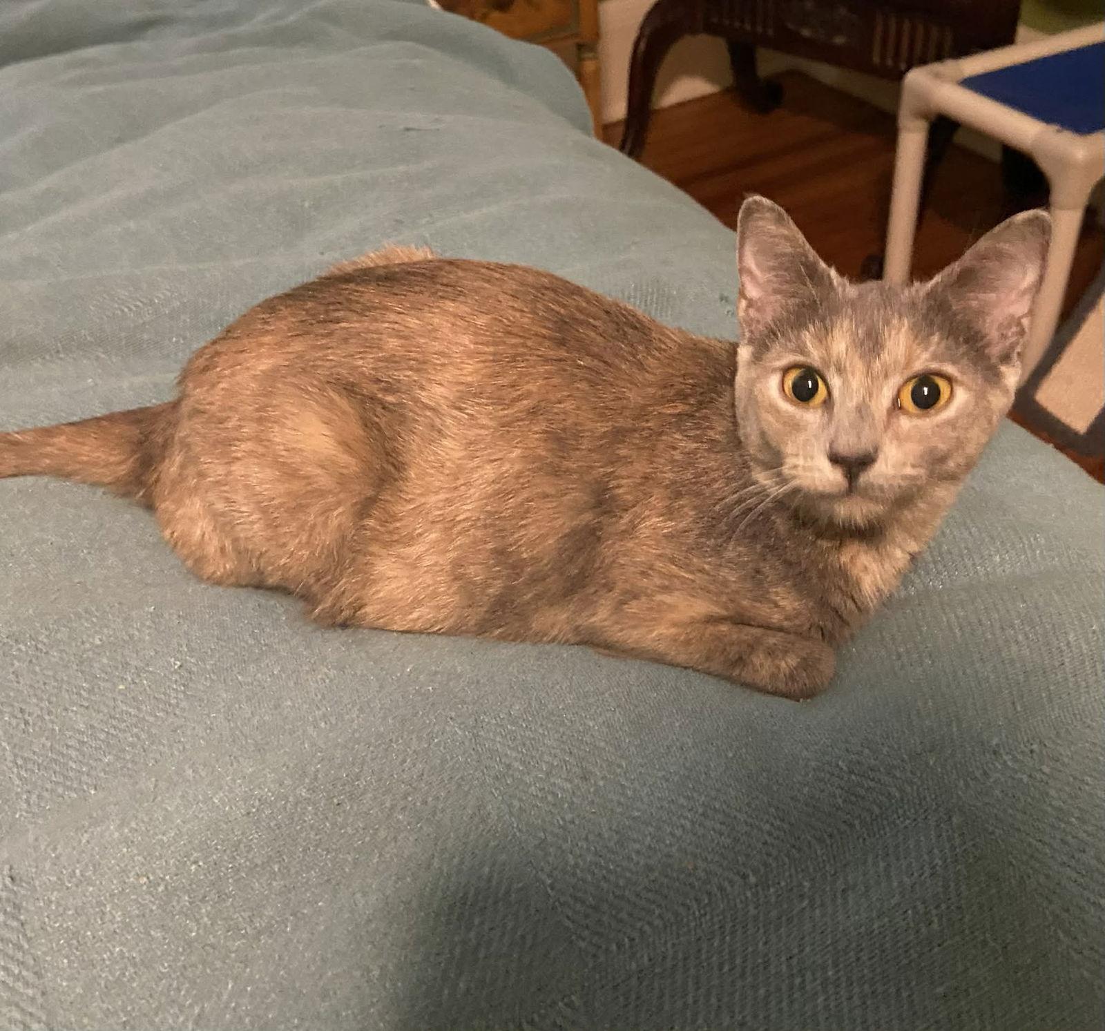 Lori aka Alice, Adopted, Young Female Domestic Short Hair.