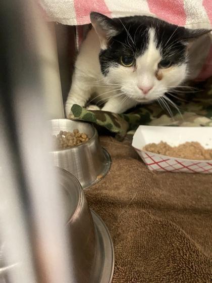 Ed, a Adoptable Domestic Short Hair in Hobart, IN image 1/3