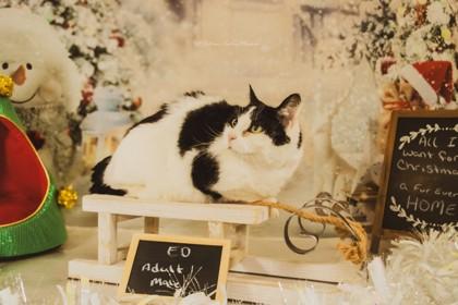 Enlarge Ed, a Adoptable Domestic Short Hair in Hobart, IN image 1/3