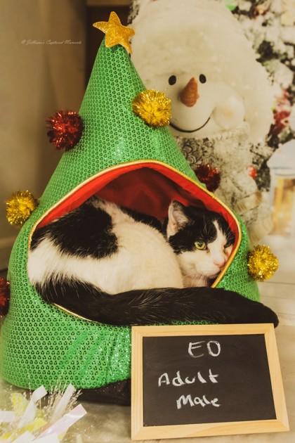 Ed, a Adoptable Domestic Short Hair in Hobart, IN image 2/3