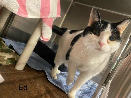 Ed, Adoptable, Adult Male Domestic Short Hair & Domestic Short Hair.