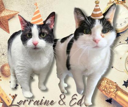 Ed, a Adoptable Domestic Short Hair in Hobart, IN image 3/3