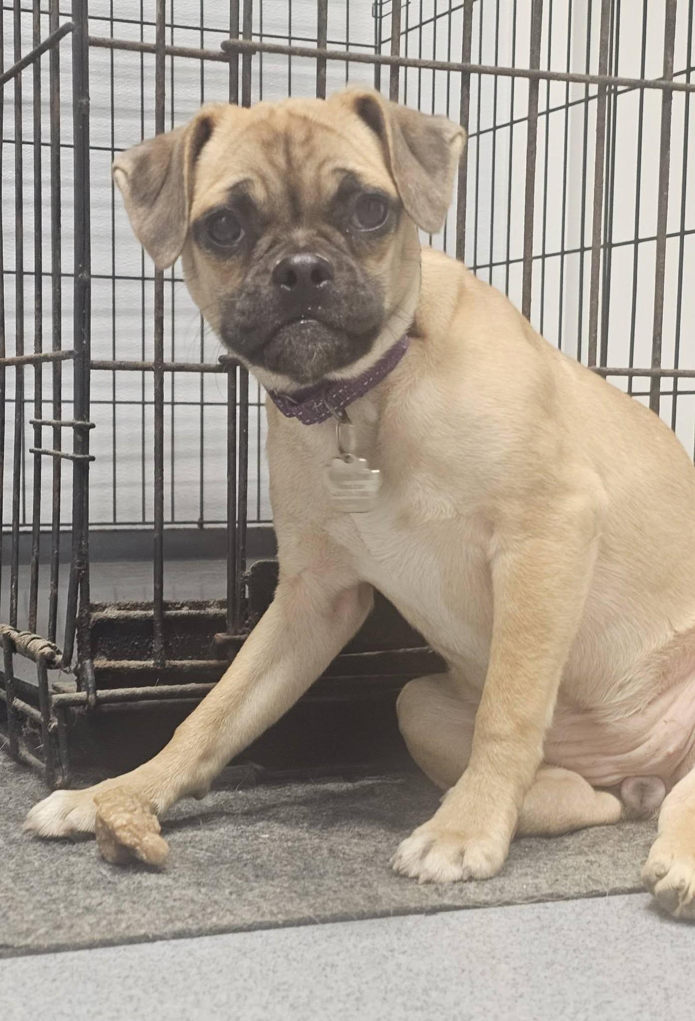 Junebug, a ADOPTABLE mixed breed in Grafton, OH image 2/3