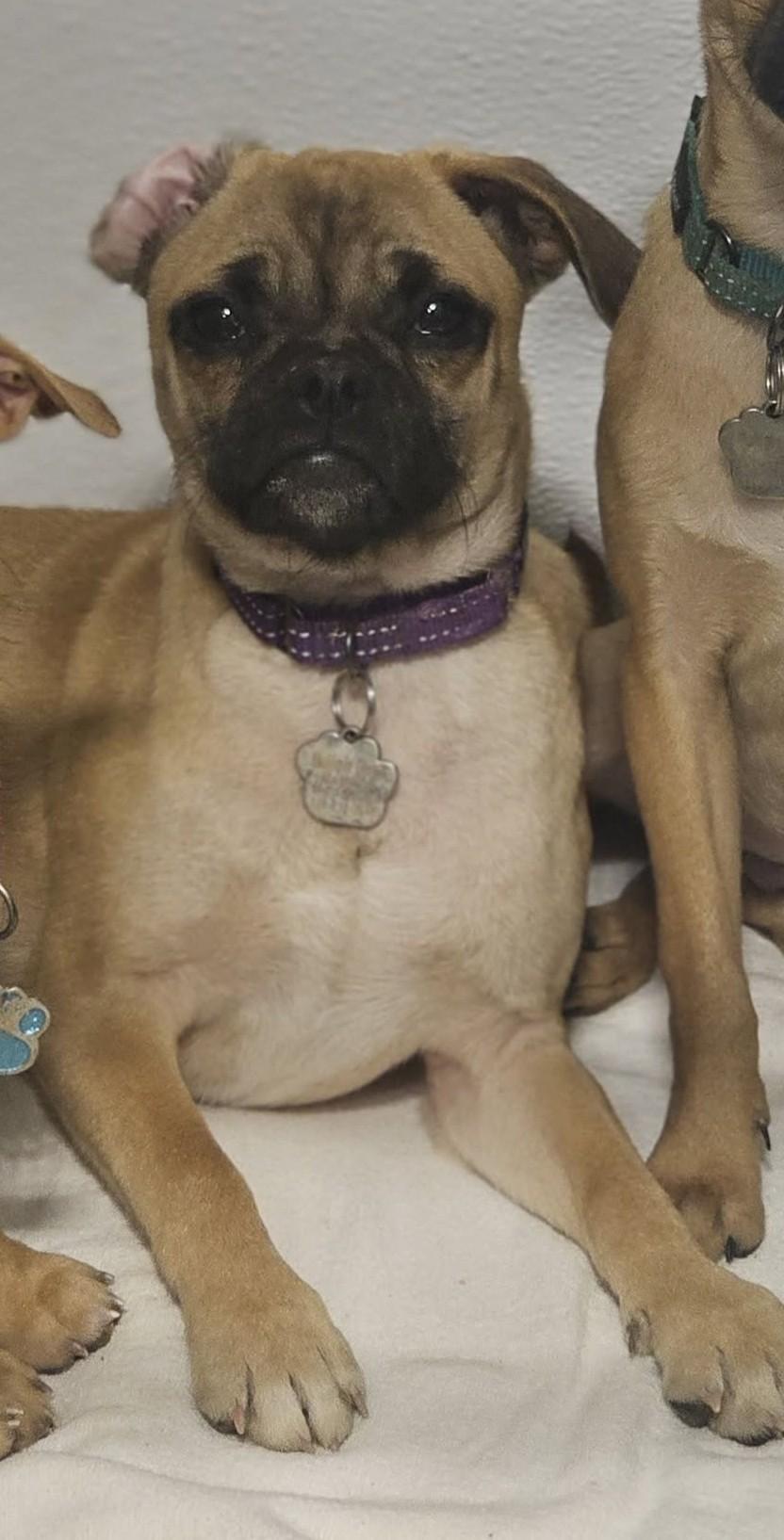 Junebug, a ADOPTABLE mixed breed in Grafton, OH image 3/3