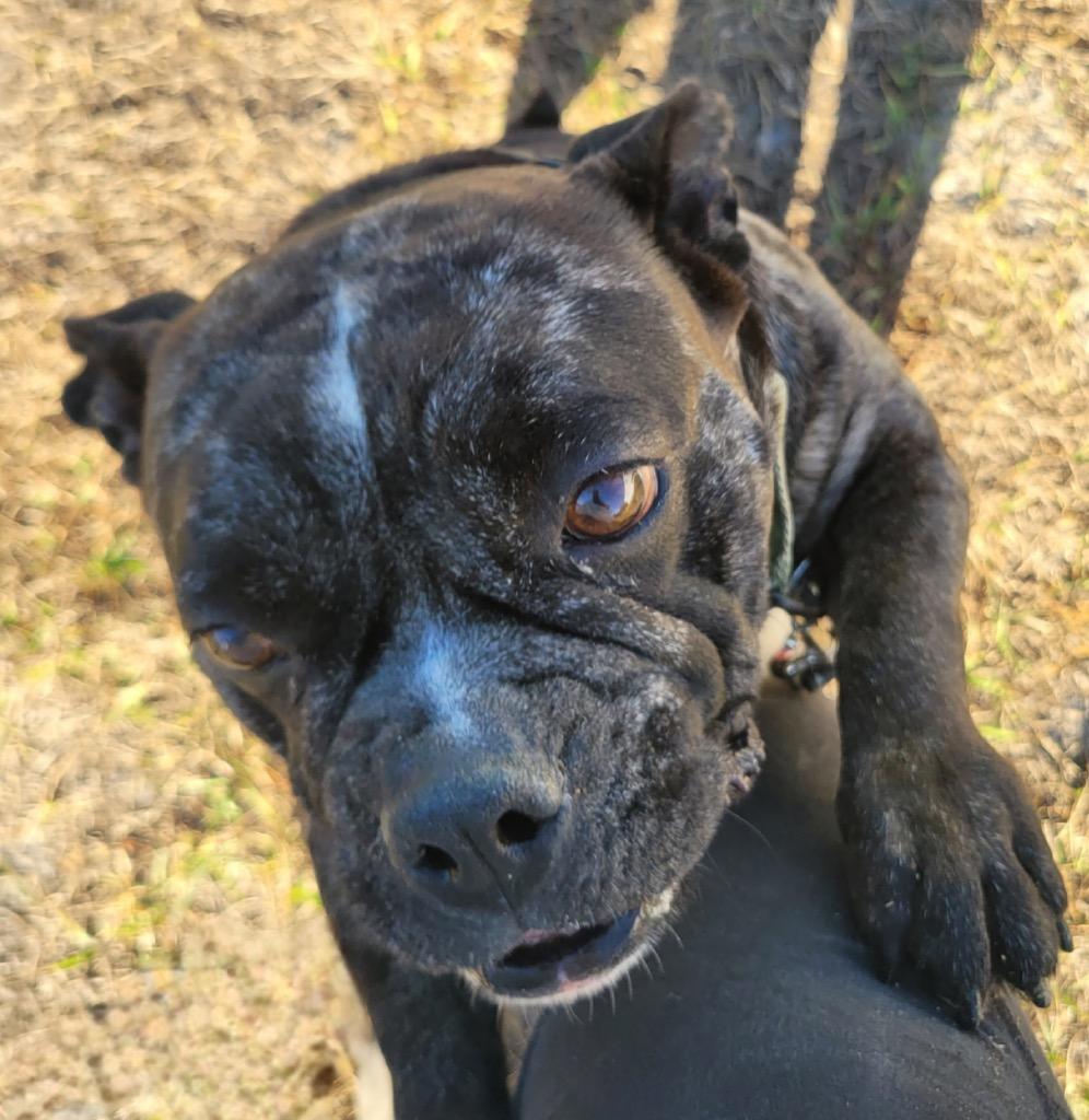 Enlarge Lola, a Adoptable mixed breed in Fort Myers, FL image 1/2