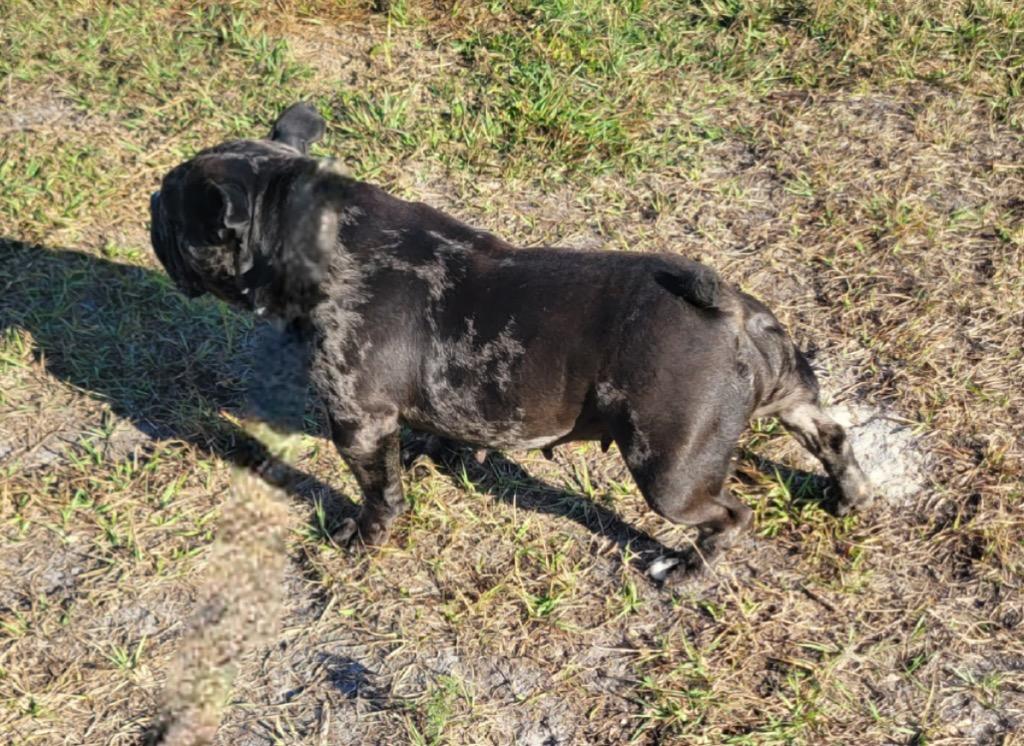 Enlarge Lola, a Adoptable mixed breed in Fort Myers, FL image 2/2