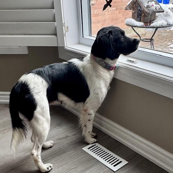 Enlarge Elizabeth, a Adoptable mixed breed in Scarborough, ON image 5/5