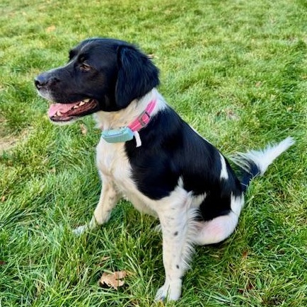 Enlarge Elizabeth, a Adoptable mixed breed in Scarborough, ON image 2/5