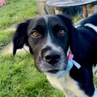 Elizabeth, Adoptable, Young Female English Setter & German Shorthaired Pointer.