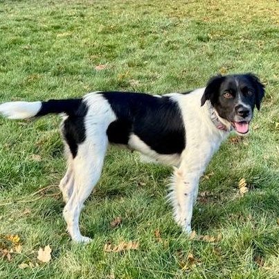 Enlarge Elizabeth, a Adoptable mixed breed in Scarborough, ON image 3/5