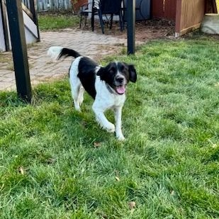 Enlarge Elizabeth, a Adoptable mixed breed in Scarborough, ON image 4/5