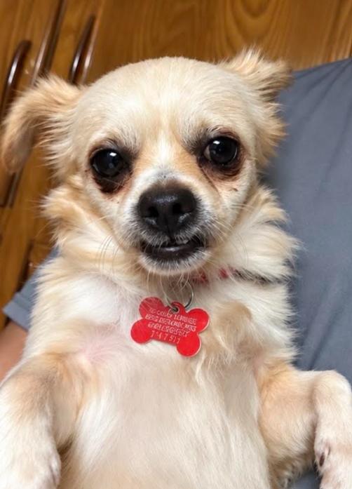Donnie, Adoptable, Adult Male Pekingese & Chihuahua.