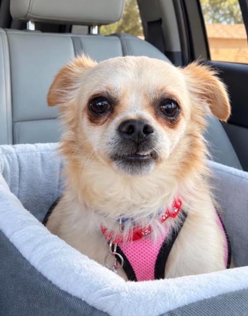 Enlarge Donnie, a Adoptable mixed breed in San Diego, CA image 2/3