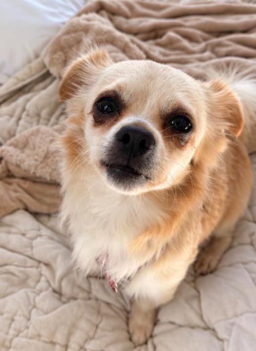 Enlarge Donnie, a Adoptable mixed breed in San Diego, CA image 3/3
