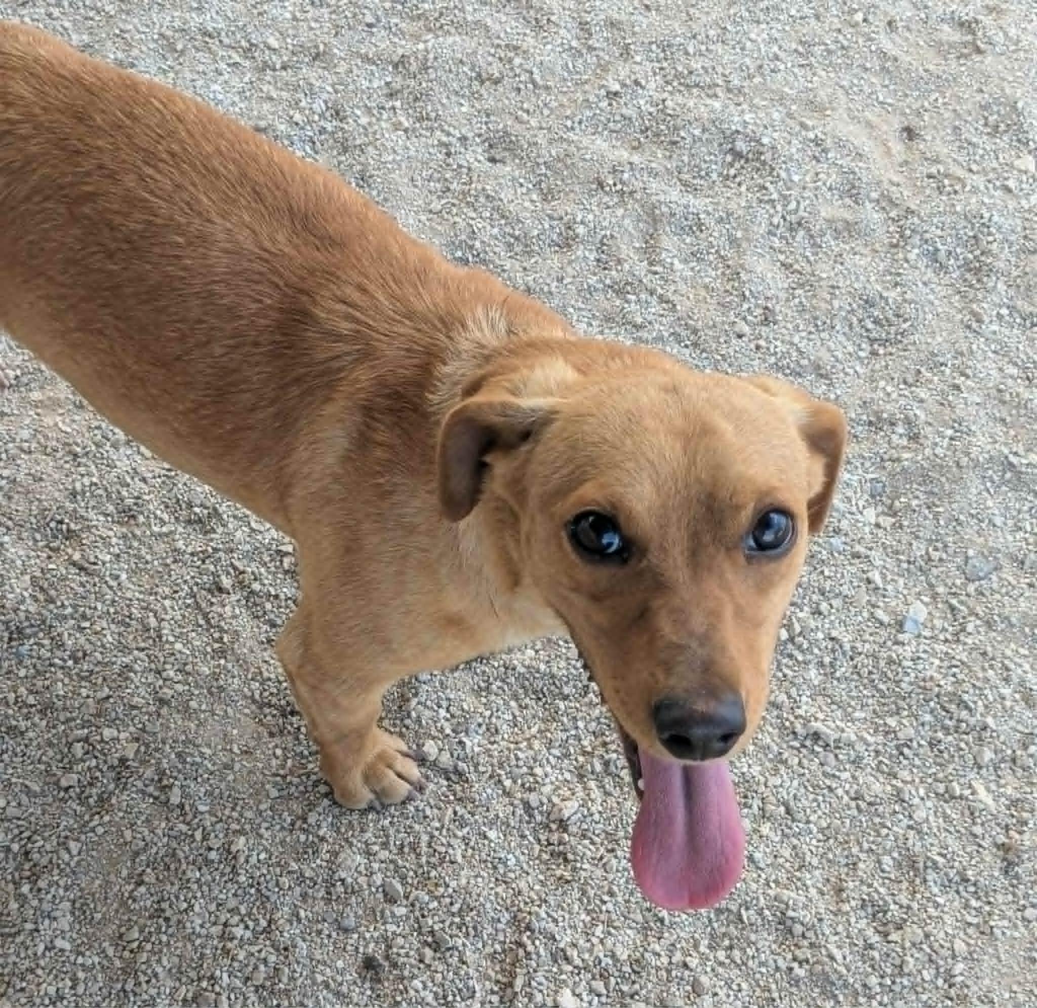 Enlarge Paquito, an adopted mixed breed in Las Vegas, NV image 1/1