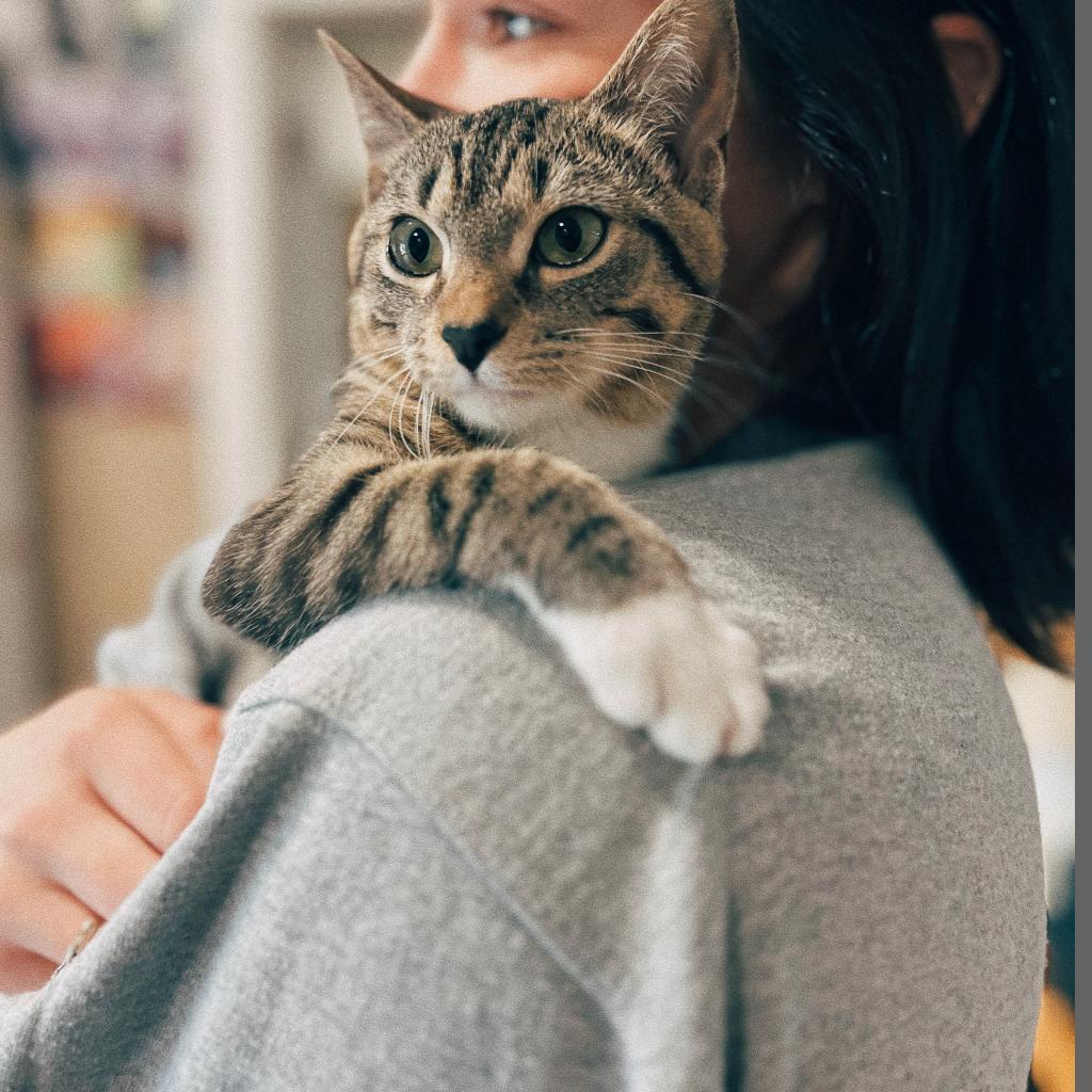 Alphonse — thumbnail 5