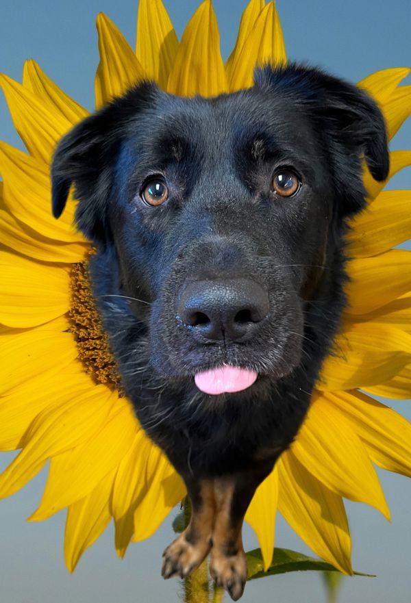 Enlarge Guinness, a Adoptable mixed breed in Salem, OR image 2/2