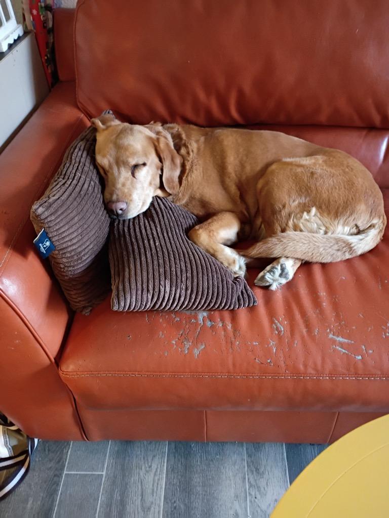 Josie, Adopted, Senior Female Labrador Retriever.