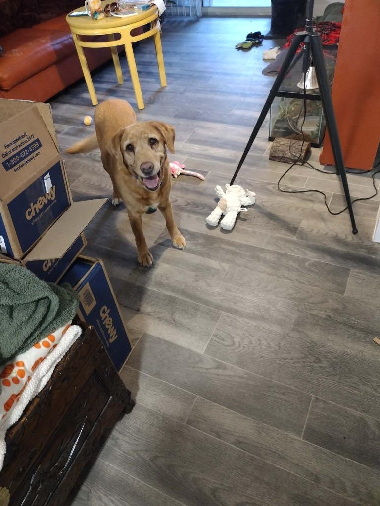 Enlarge Josie, a Adopted Labrador Retriever in Heber City, UT image 2/2