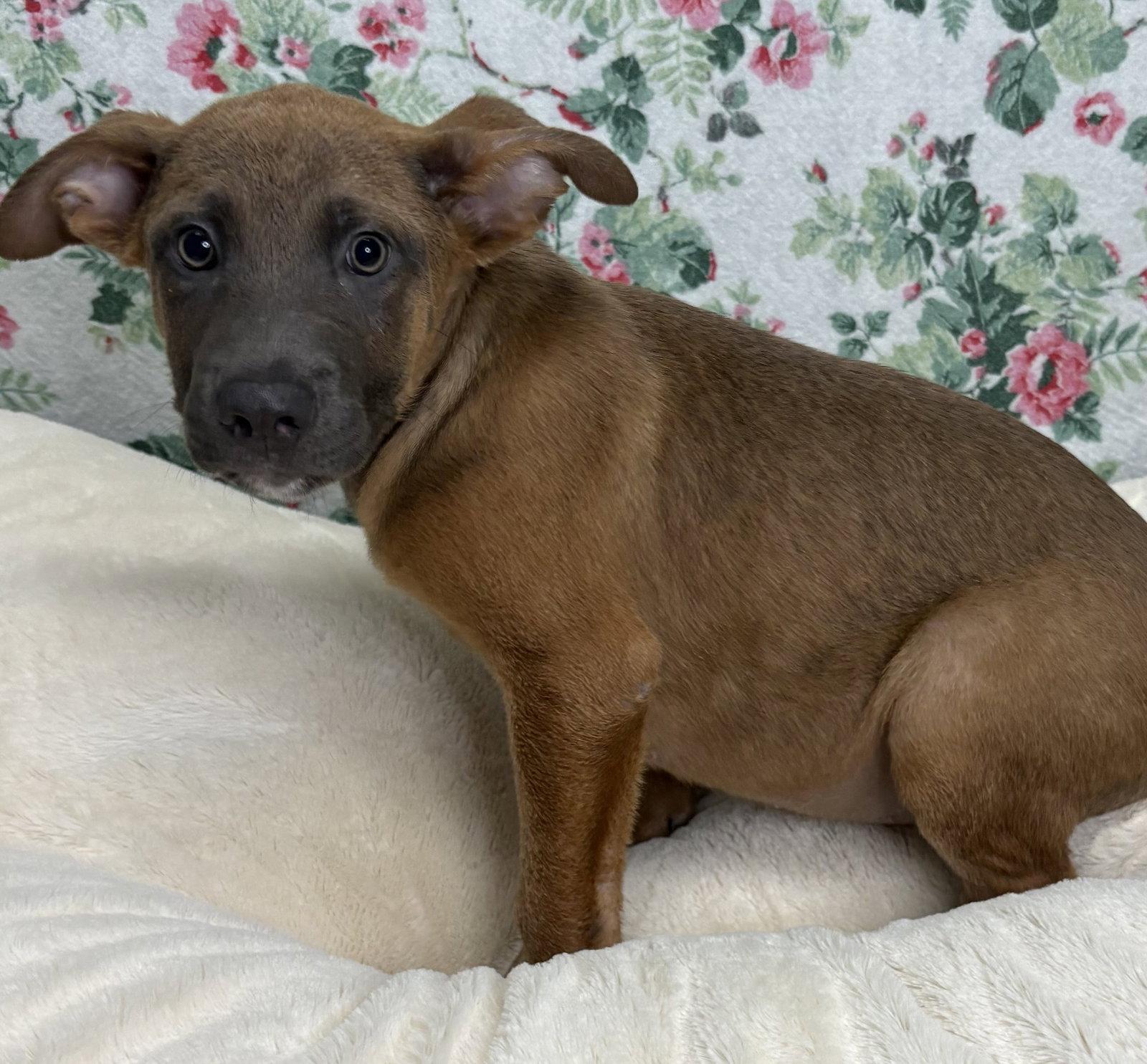 261235 Fletcher, Adoptable, Young Male Shepherd.